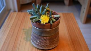 How I take care of succulent Aloinopsis orpenii [upl. by Adiana978]