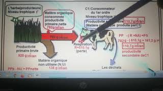 SVT TCsci le flux de la matière au sein dun écosystème [upl. by Edson]