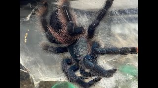 Avicularia avicularia  the Common Pink Toe breeding [upl. by Ecadnac]