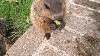 Wild baby woodchucks sit with me eating broccoli [upl. by Ayota]