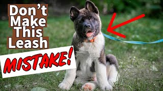 STOP Leash Pulling Akita Leash Training Guide [upl. by Isahella]