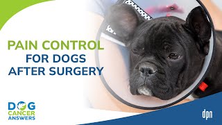 Pain Control for Dogs After Surgery  Tasha McNerney CVT [upl. by Leiru789]