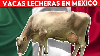 🔴 VACAS LECHERAS EN MEXICO ✅ Vacas Lecheras [upl. by Ebanreb]