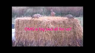 Pheasant Are Wonderful And they have a new bed So Cute [upl. by Felisha168]