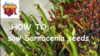 HOW TO sow Sarracenia seeds [upl. by Lorenzana274]