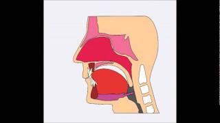 empuje lingual superior [upl. by Analos]