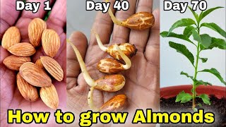 Almond Growing  An Effective Way To Grow Almond Plant At HomeTropicalAlmond [upl. by Eckmann]