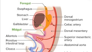 Development of Gut Model Part 03  2nd Year MBBS OSPE [upl. by Noislla]