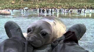 Curious Baby Seal Approaches Cameraman [upl. by Eilatan730]