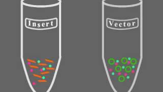 Key Steps of Molecular Cloning [upl. by Ahsienom884]