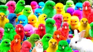 Tangkap Ayam Lucu Ayam Warna Warni Ayam Rainbow Gokil Kelinci Kucing Lucu Bebek Hewan Lucu [upl. by Taggart]