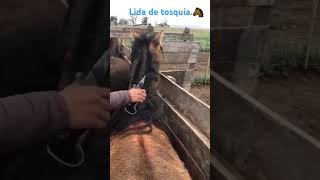 A tosa de equinos🐴🧉 [upl. by Benedetto]