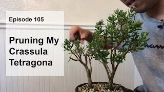 Episode 105 Pruning My Crassula Sarcocaulis [upl. by Ateikan]