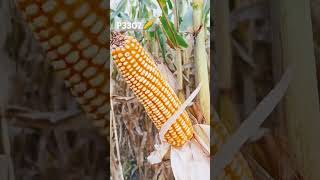 agriculture farmerkisan indianagriculture pioneerseeds p3302 cortevaagriscience mdagricultur [upl. by Franciskus]