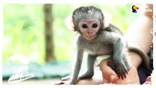 The Bravest Cutest Baby Monkey In The World  The Dodo Comeback Kids S02E03 [upl. by Phillie253]