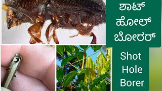 Shot Hole Borer  ಕಾಫಿ ಗಿಡದಲ್ಲಿ ರೆಕ್ಕೆ ಬೋರರ್ ನಿಯಂತ್ರಣ  Coffee shot hole borer [upl. by Grenier]