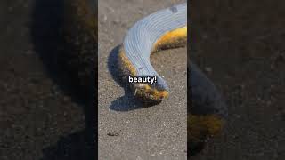 The Seas Captivating but Deadly Snake shorts seasnake animaldocumentary [upl. by Bohner]