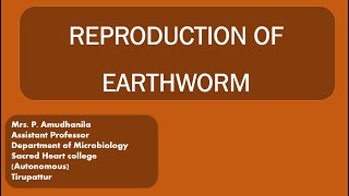 REPRODUCTION OF EARTHWORMLIFE CYCLE OF EARTHWORMEARTHWORMVERMITECHNOLOGY [upl. by Gnik533]