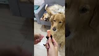 Greedy dog ​​steals food🤣 dog goldenretriever shorts [upl. by Giulio]