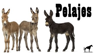 Pelajes De Los Burros quotGenética Del Colorquot Capas 🐴Del Cerro Soy [upl. by Uriiah]