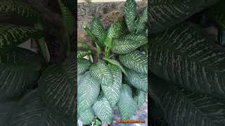 Dieffenbachia amoena plantas dieffenbachia jardines ornamentalplants amoena belleza [upl. by Jedidiah684]