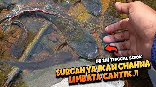 Ini SURGANYA‼️BERBURU IKAN HIAS VIRAL di ALAM HABITAT Aslinya  Channa Limbata [upl. by Notsa]