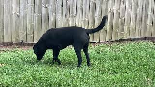 Shadow Sniffing Around the Yard [upl. by Winterbottom]