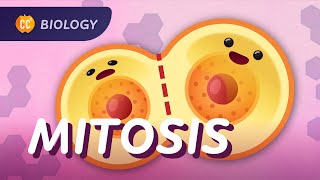 Mitosis amp the Cell Cycle How Cells Clone Themselves Crash Course Biology 29 [upl. by Nadirehs237]