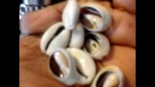 The many uses of the Wonderful Cowrie Shell [upl. by Lertram]