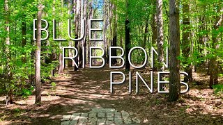 Blue Ribbon Pines  Disc Golf Course Highlights  Home of the Minnesota Majestic [upl. by Ev9]