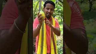 Coco plant plants cocoplants coco video videos shortsvideo shots shorts videoviral shots [upl. by Zeuqram241]