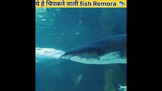 Its remora fish [upl. by Umont800]