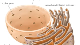 endoplasmic reticulum golgi bodylysosome [upl. by Ived]