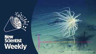 Shocking source of deep sea oxygen  New Scientist Weekly Ep 260 [upl. by Dias]