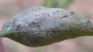 Powdery Mildew of Chilli [upl. by Niki]