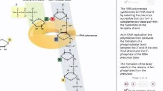 RNA synthesis Animation [upl. by Ignacio]