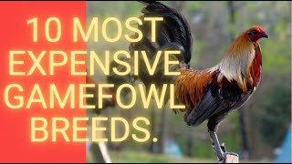 10 Most Expensive Gamefowl Breeds [upl. by Frasch]