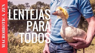 🔴 GUISO DE LENTEJAS VEGETARIANO  Vegano Fácil y Rápido [upl. by Hellah]