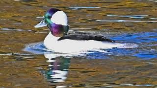 Bufflehead Ducks [upl. by Eciruam]