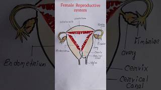 How to draw female reproductive system easy shorts [upl. by Nesiaj]