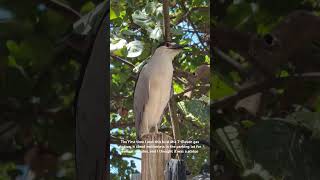 Blackcrowned night heron birds [upl. by Adiaroz]