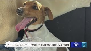 Dog rescued from Valley freeway now searching for forever home [upl. by Leval]