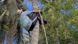 Kĩ thuật cưa dừa của Vua khỉ qua nhiều năm kinh nghiệm Sawing skill a tall coconut tree [upl. by Ennirak]