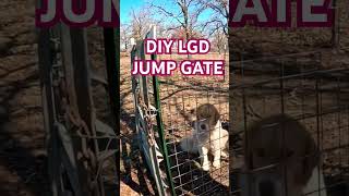 Livestock Guardian Dog Jump Gate lgd livestockguardiandog karakachan [upl. by Aihsetan]