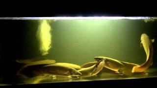 Neoceratodus forsteri Australian Lungfish update 22012 [upl. by Nnhoj474]