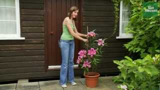 How to grow lilies with Van Meuwen [upl. by Aihsekat]