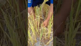 Find and catch fish under straw at field by best hand skills shots topfishing [upl. by Almeda844]