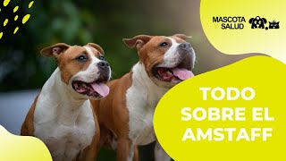 AMSTAFF Perro American Staffordshire Terrier  Mascota y Salud [upl. by Sherr]