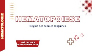 Hématopoïèse  Histologie compartiments régulation et méthodes dinvestigation [upl. by Kienan]