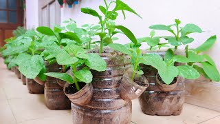 Recycle Plastic Bottles to Grow Vegetables at Home for Housewives  5T1 Balcony [upl. by Dhar663]